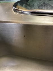 Ant