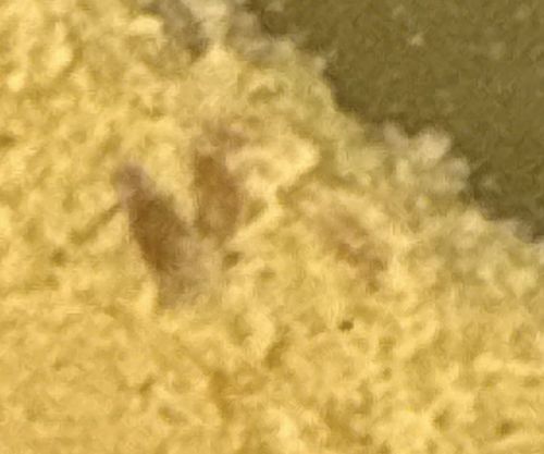 Varied Carpet Beetle (Larva)