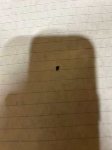 It is not possible to definitively identify this insect from the provided image due to its small size and lack of clear anatomical features. It resembles a small speck or dust particle.