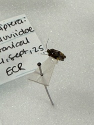 Fruit Fly (likely Drosophilidae family)