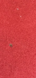 Carpet Beetle (larva)