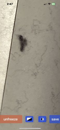 Carpet Beetle (larvae)