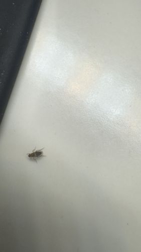 Booklouse (or Psocid)