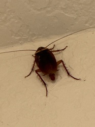 American Cockroach
