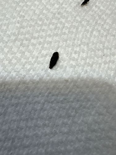 Pill Bug / Roly-poly