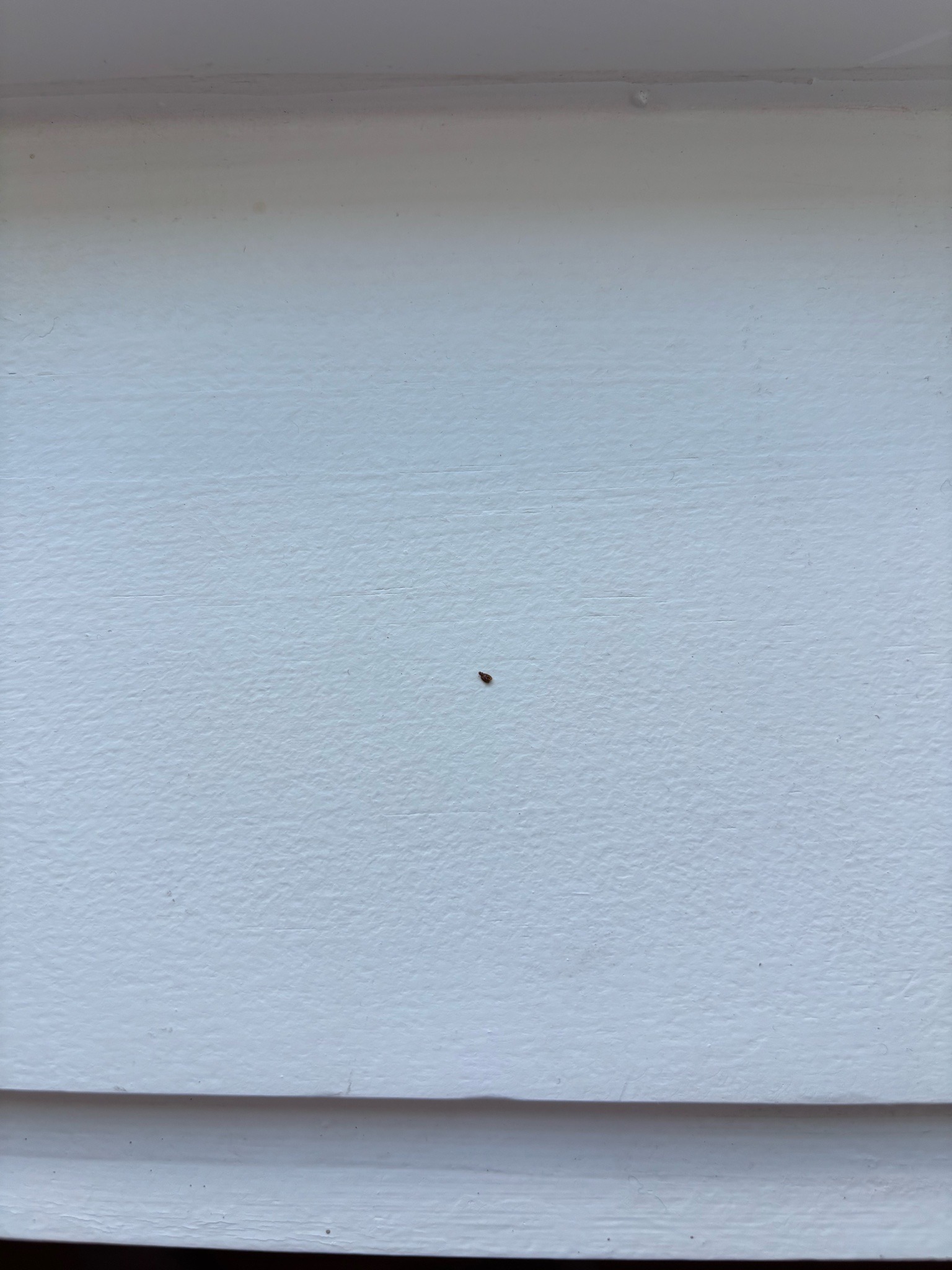 Drugstore beetle