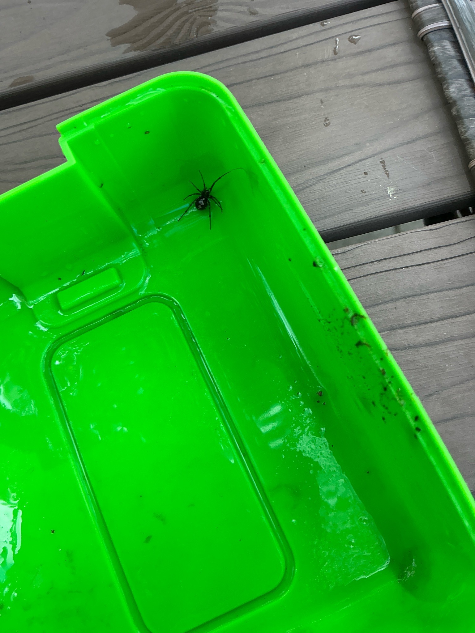 Black Widow Spider
