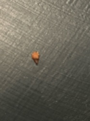 Unidentifiable (Potentially Drugstore Beetle)