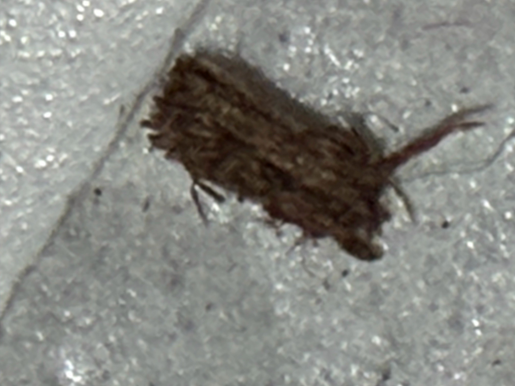 Bagworm Moth Larva
