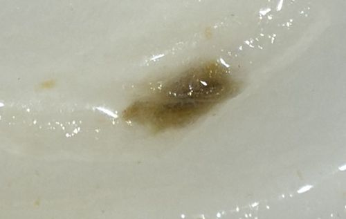 Drain Fly Larvae