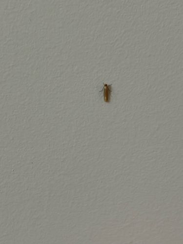 Common Clothes Moth