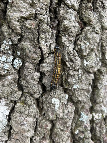 Fall Webworm