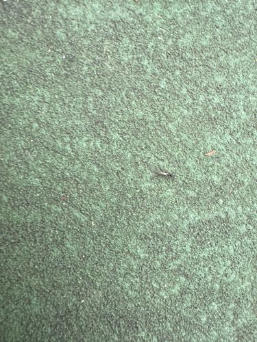 Ant