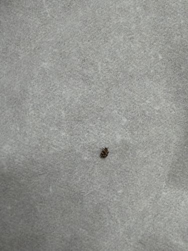 Varied Carpet Beetle