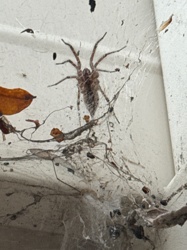 Brown Recluse Spider (likely, given the appearance and web structure)