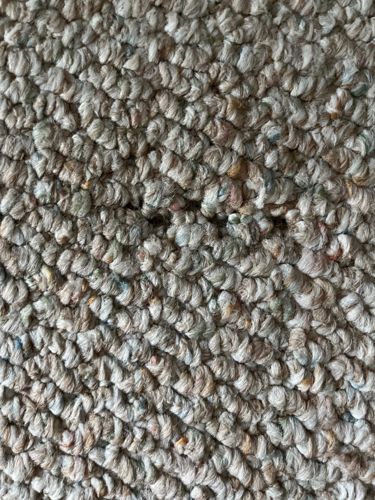 Carpet Beetle (appears to be a larval stage or a small hole/damage caused by one)