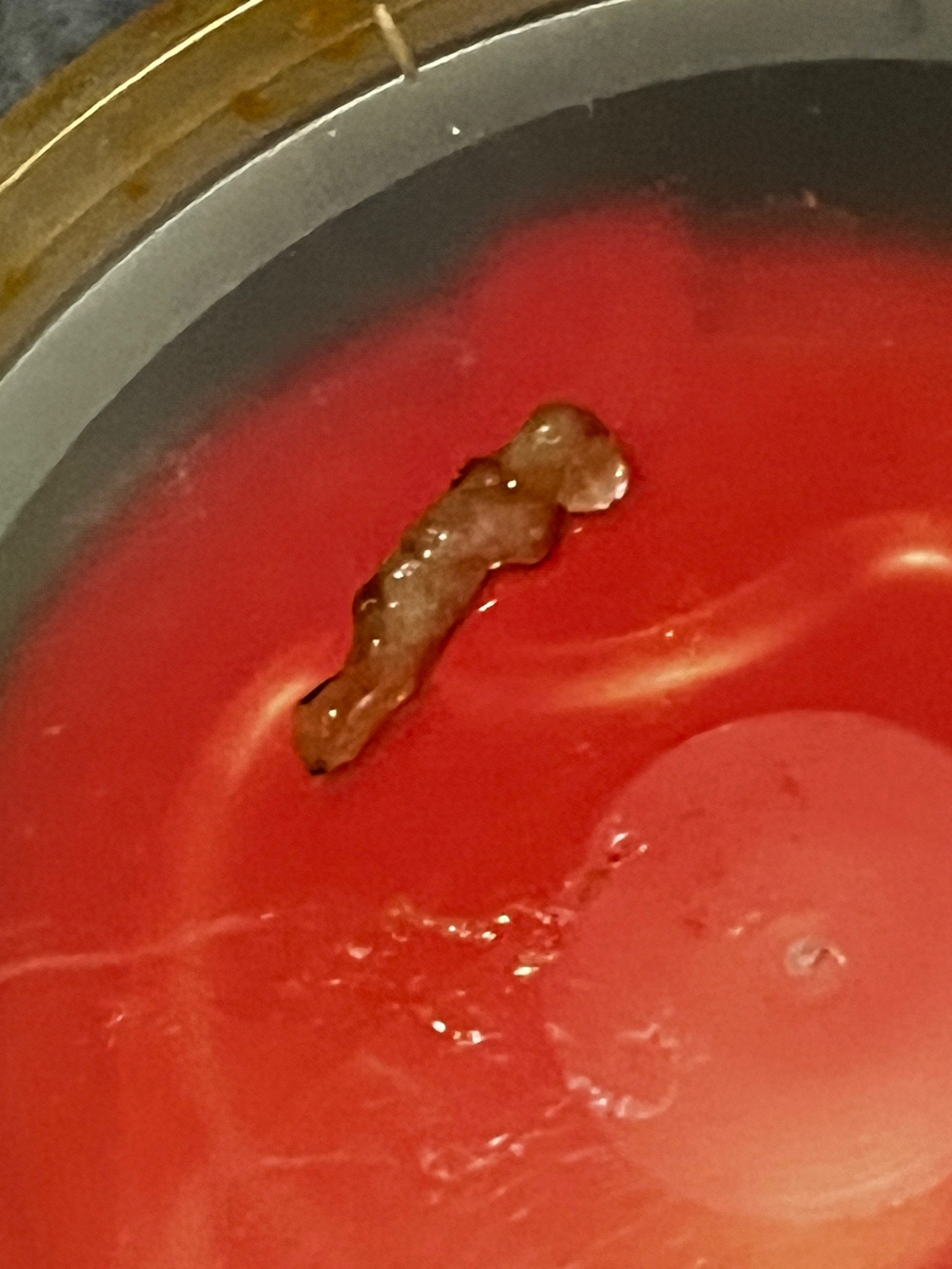 Drain fly larva