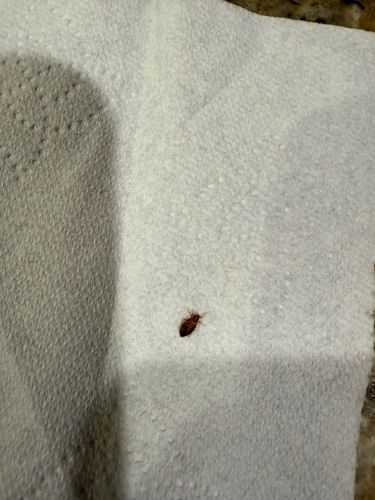 Bed Bug