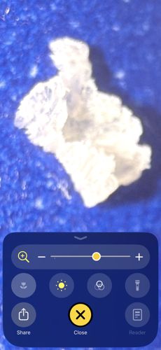 Woolly Aphid