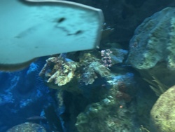 Mantis Shrimp (likely Peacock Mantis Shrimp based on coloration seen in the image)