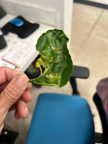 Citrus Leafminer