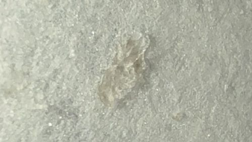 Bed Bug Nymph (Shed Skin/Cast)