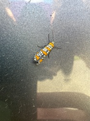 Ailanthus Webworm Moth