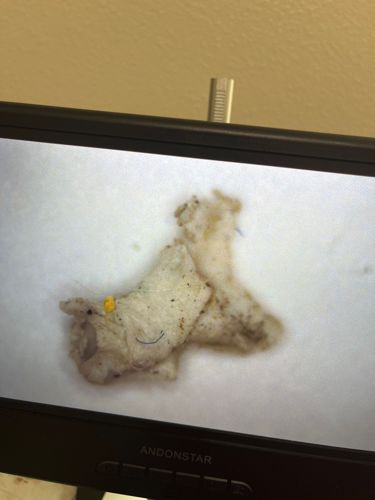 Case-bearing Clothes Moth (Larva)