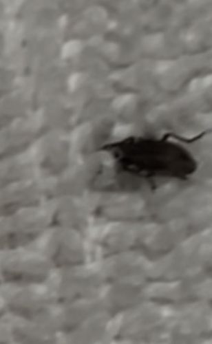 Varied Carpet Beetle