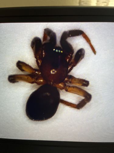 Broad-faced Sac Spider