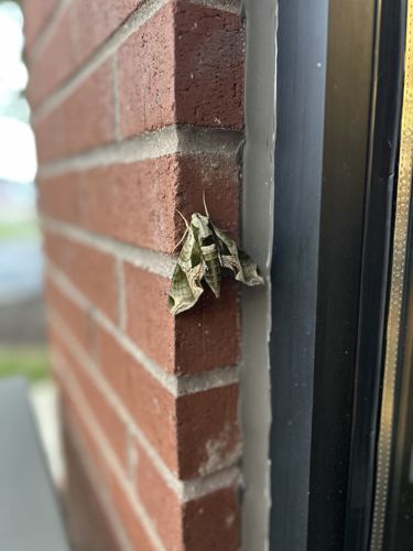Pandora Sphinx Moth