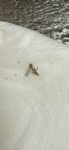 Ant Swarmer (Flying Ant)