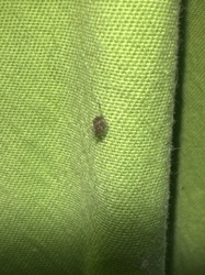 Carpet beetle (larva)