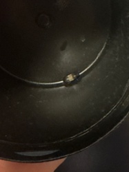 Carpet beetle (likely Varied Carpet Beetle or Black Carpet Beetle)