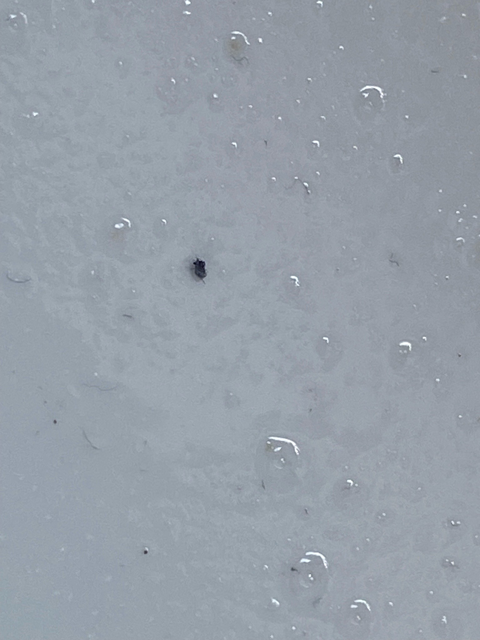 Globular Springtail