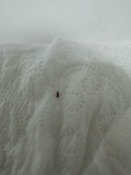 Booklouse (might also be a louse or a mite due to image clarity)