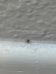 Wall Spider