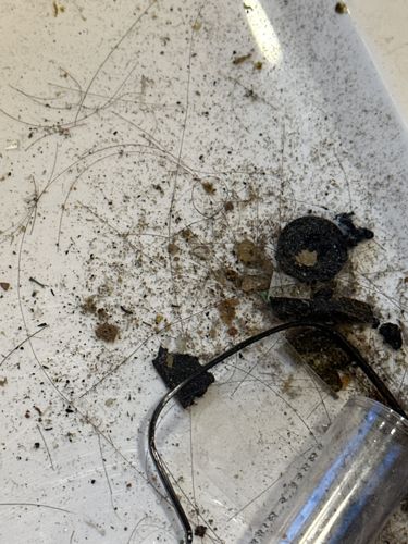 No identifiable bug/insect