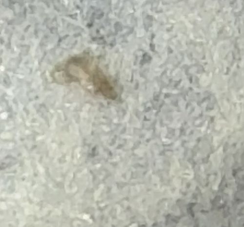 Booklouse