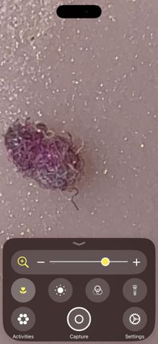 Junk bug (Green lacewing larva)