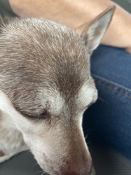 Brown Dog Tick