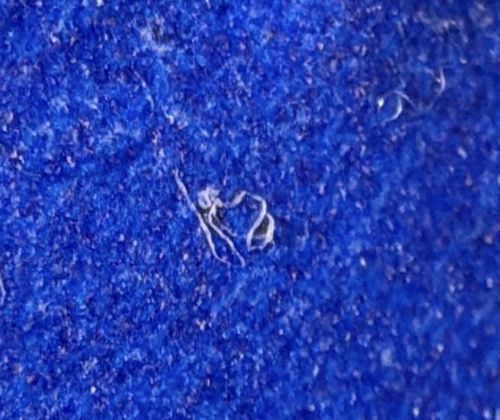 Fiber or Lint