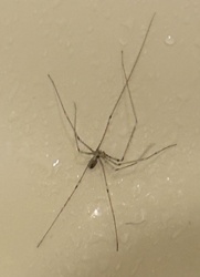 Cellar Spider, Daddy Long-legs Spider