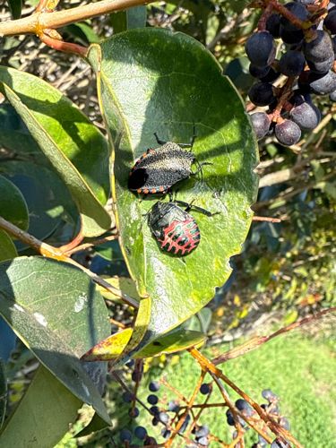 Brown Marmorated Stink Bug (nymphs)