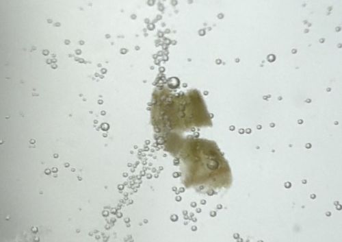 Not an insect (Bubbles and Debris)