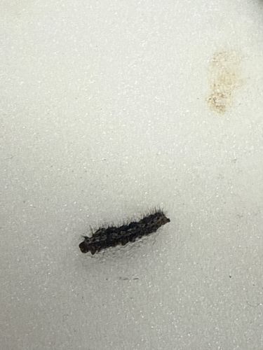 Caterpillar (likely a moth caterpillar due to its appearance)