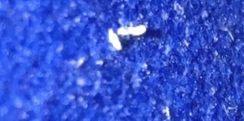 Springtail (likely)