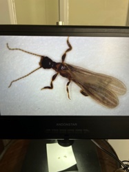Winged Termite (Alate)