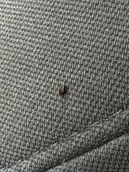 Carpet Beetle