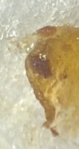 Not an Insect (Likely Earwax or Resin)
